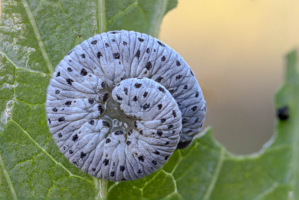 id di bruco  (sembra infarinato